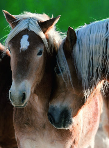 Puzzle Mimos entre caballos - Banbury Arte